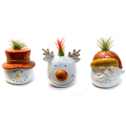 Tillandsia Winter Trio With Air Plant