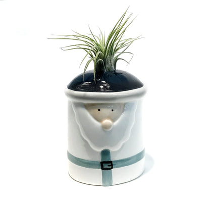 Tillandsia Winter Wonderland With Air Plant