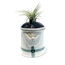 Load image into Gallery viewer, Tillandsia Winter Wonderland With Air Plant
