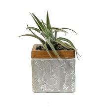 Load image into Gallery viewer, Tillandsia Urban Elegance With Air Plant
