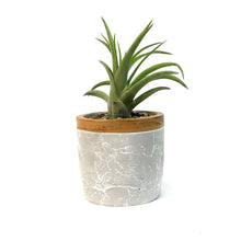 Load image into Gallery viewer, Tillandsia Urban Elegance With Air Plant
