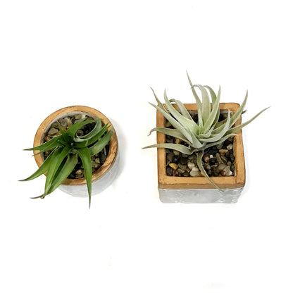 Tillandsia Urban Elegance With Air Plant