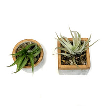 Load image into Gallery viewer, Tillandsia Urban Elegance With Air Plant
