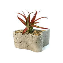 Load image into Gallery viewer, Tillandsia Labyrinth Garden With Air Plant
