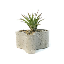 Load image into Gallery viewer, Tillandsia Labyrinth Garden With Air Plant
