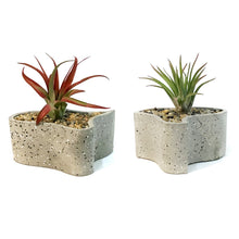 Load image into Gallery viewer, Tillandsia Labyrinth Garden With Air Plant
