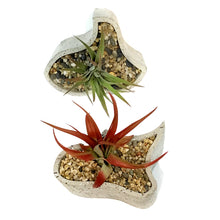 Load image into Gallery viewer, Tillandsia Labyrinth Garden With Air Plant
