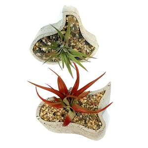 Tillandsia Labyrinth Garden With Air Plant