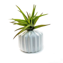 Load image into Gallery viewer, Tillandsia Classic Set With Air Plant
