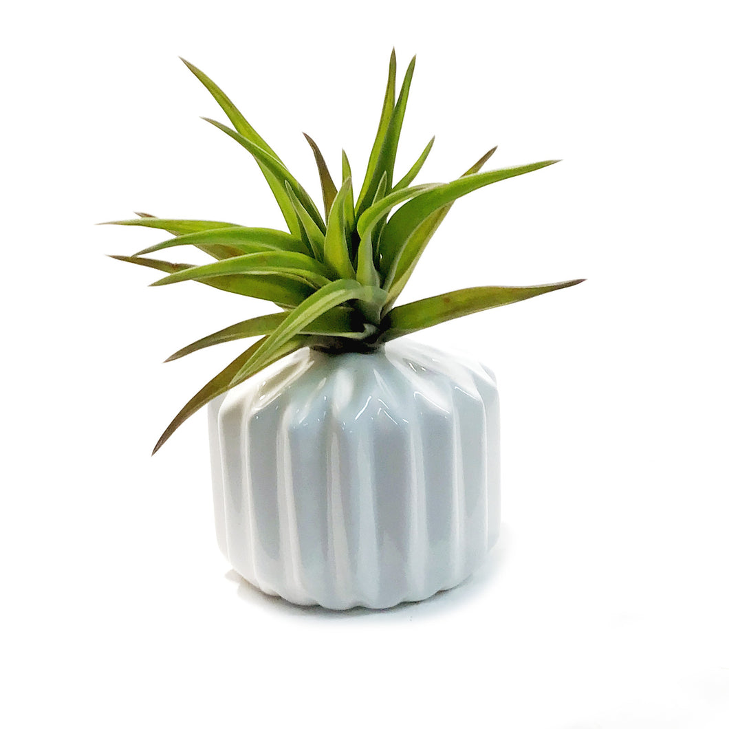 Tillandsia Classic Set With Air Plant