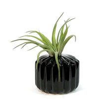 Load image into Gallery viewer, Tillandsia Classic Set With Air Plant
