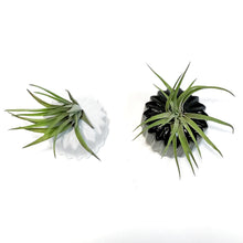 Load image into Gallery viewer, Tillandsia Classic Set With Air Plant
