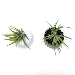 Tillandsia Classic Set With Air Plant