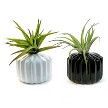 Load image into Gallery viewer, Tillandsia Classic Set With Air Plant
