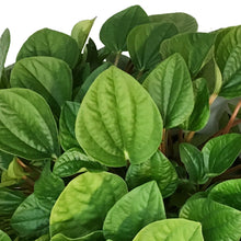 Load image into Gallery viewer, Peperomia, 6in HB,Polybotra
