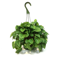 Load image into Gallery viewer, Peperomia, 6in HB,Polybotra
