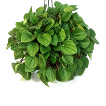 Load image into Gallery viewer, Peperomia, 6in HB,Polybotra
