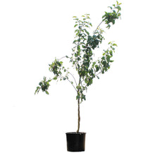 Load image into Gallery viewer, Apple, 7 gal, Prairie Sensation
