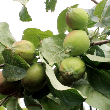 Apple, 7 gal, Prairie Sensation