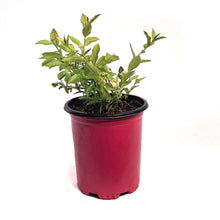 Load image into Gallery viewer, Blueberry, 1 gal, Northcountry
