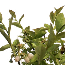 Load image into Gallery viewer, Blueberry, 1 gal, Northcountry
