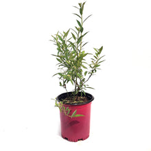 Load image into Gallery viewer, Blueberry, 1 gal, Pink Lemondade
