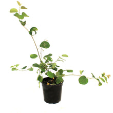 Load image into Gallery viewer, Saskatoon Berry, 1 gal, Smokey
