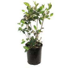 Load image into Gallery viewer, Chokeberry, 1 gal, Autumn Magic Black

