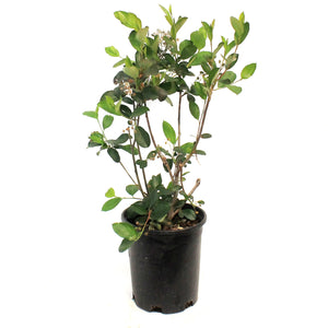 Chokeberry, 1 gal, Autumn Magic Black