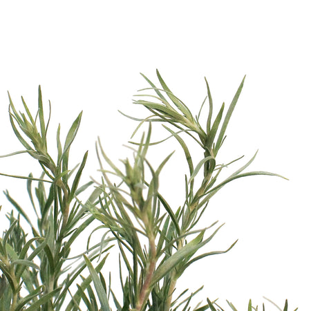 SAGEBRUSH, 1GAL, ARTEMISIA