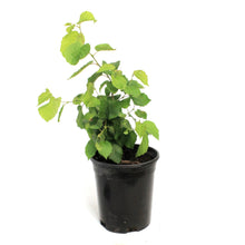Load image into Gallery viewer, 1Gal Beaked Hazelnut Shrub
