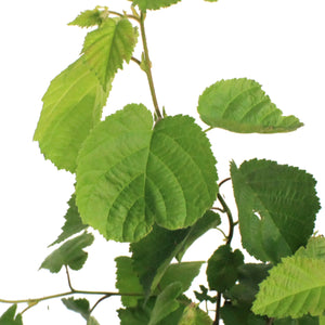 1Gal Beaked Hazelnut Shrub