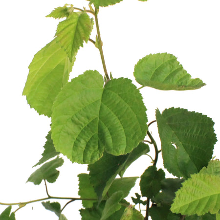 1Gal Beaked Hazelnut Shrub