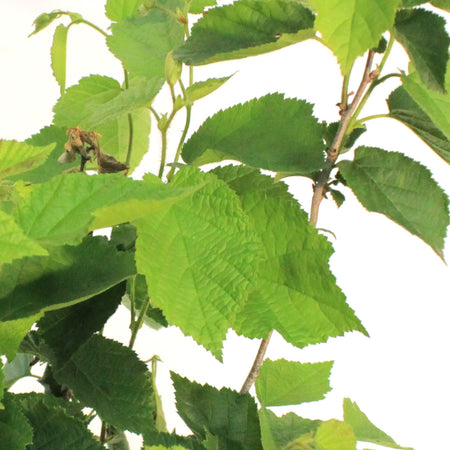 2Gal Beaked Hazelnut Shrub