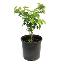 Load image into Gallery viewer, 2Gal Beaked Hazelnut Shrub
