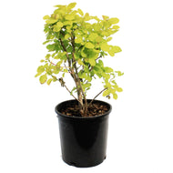 Smokebush, 2Gal, Golden Spirit