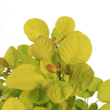 Load image into Gallery viewer, Smokebush, 2Gal, Golden Spirit
