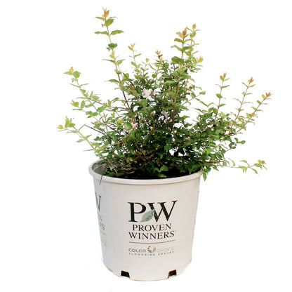 BEAUTY BUSH, JOLENE 2GAL