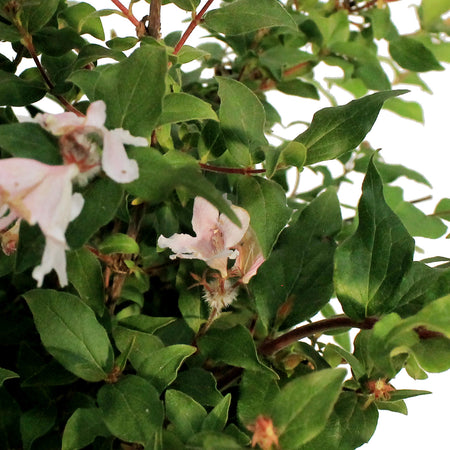 BEAUTY BUSH, JOLENE 2GAL
