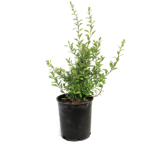 Goji Berry 1Gal