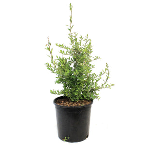 Goji Berry 2Gal