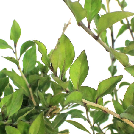 Goji Berry 2Gal