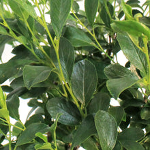 Load image into Gallery viewer, Sour Cherry, Cutie Pie 2 Gal
