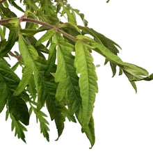 Load image into Gallery viewer, Sumac, 5 gal, Tiger Eyes® Staghorn

