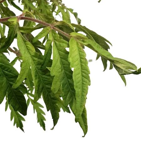 Sumac, 5 gal, Tiger Eyes® Staghorn