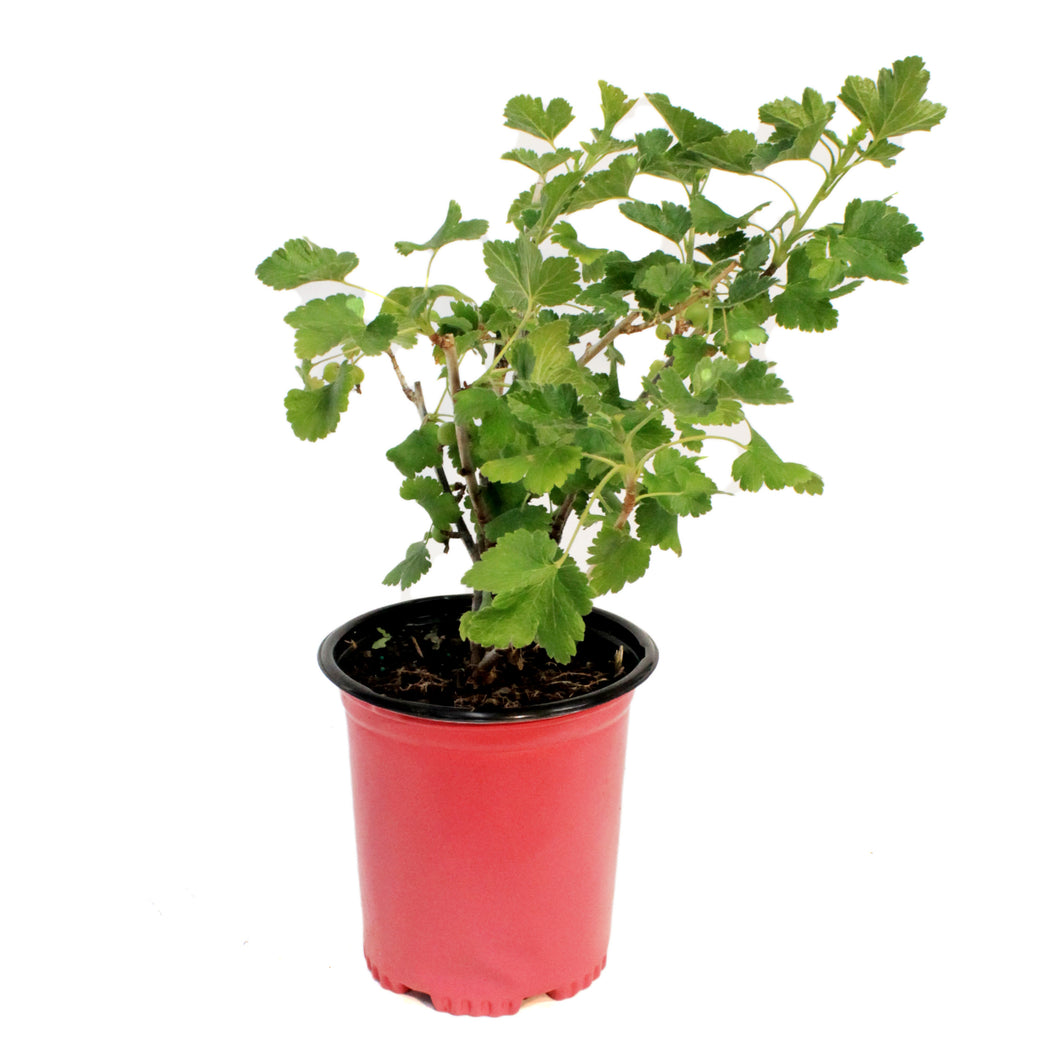 Josta Berry 1Gal