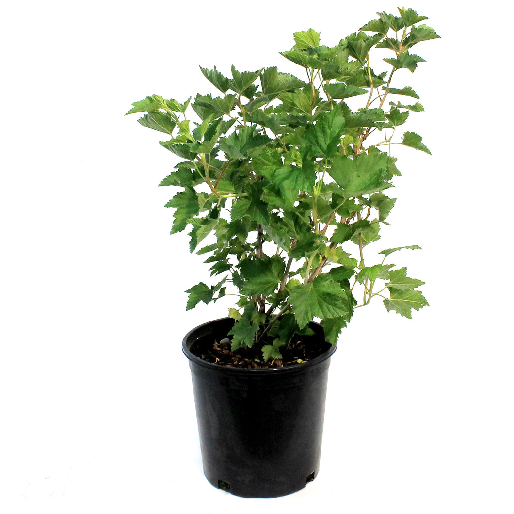 Josta Berry 2Gal