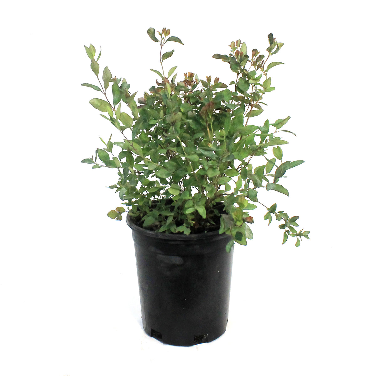 Coralberry Buckbrush 1 Gal