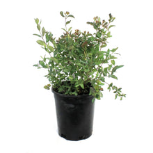 Load image into Gallery viewer, Coralberry Buckbrush 1 Gal
