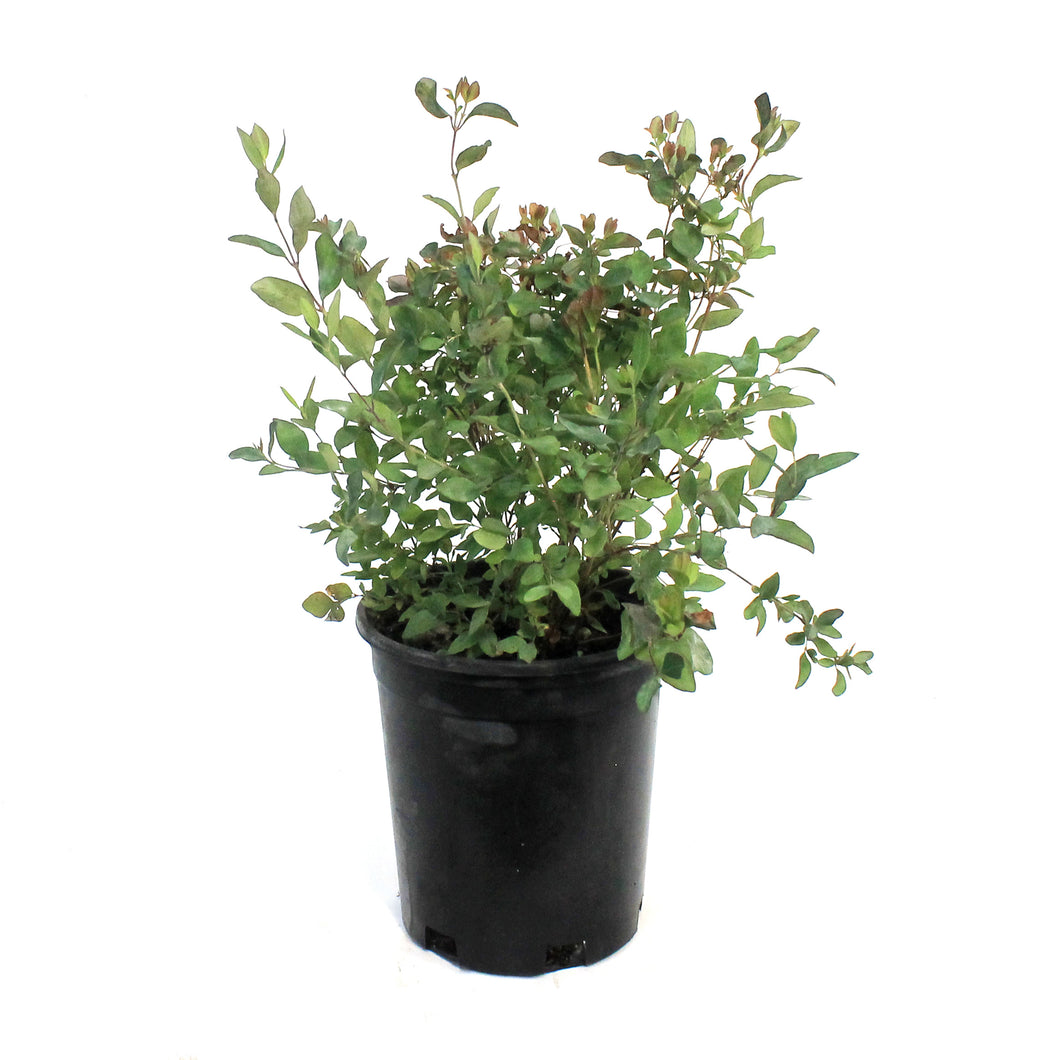 Coralberry Buckbrush 1 Gal